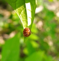 Harmonia quadripunctata