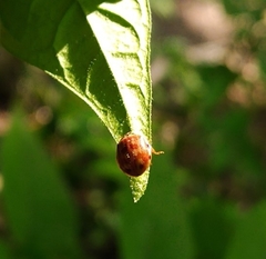 Harmonia quadripunctata