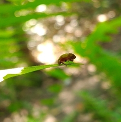 Harmonia quadripunctata