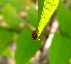 Harmonia quadripunctata