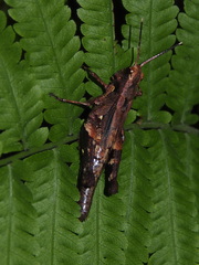 Traulia orientalis