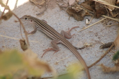 Aspidoscelis gularis