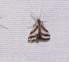 Microtheoris vibicalis