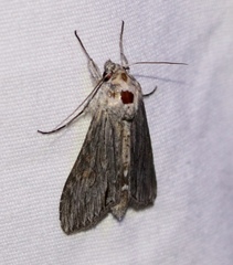 Cucullia laetifica