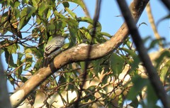 Sirystes albogriseus