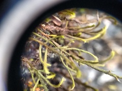 Pilotrichopsis dentata