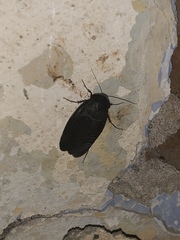 Polyphaga aegyptiaca