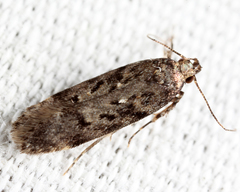 Chionodes pereyra