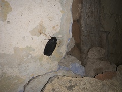 Polyphaga aegyptiaca