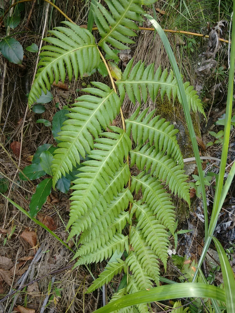 Woodwardia unigemmata (Woodwardia unigemmata)