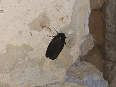 Polyphaga aegyptiaca