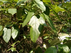 Itea yunnanensis