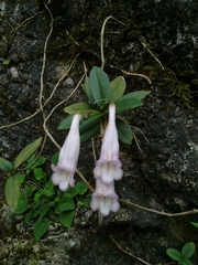 Lysionotus pauciflorus