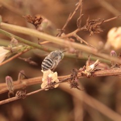 Anthophora curta