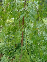Taxus wallichiana