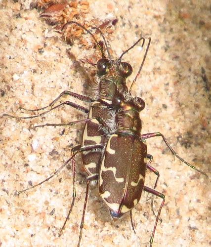 Bronzed Tiger Beetle