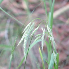 Bromus anomalus
