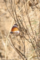 Danaus chrysippus alcippus