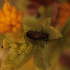 Microrhopala rubrolineata