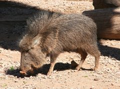 Chacoan Peccary photo 2
