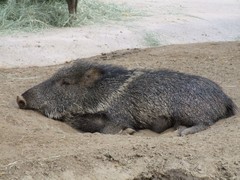 Chacoan Peccary photo 3
