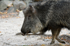 Chacoan Peccary photo 5