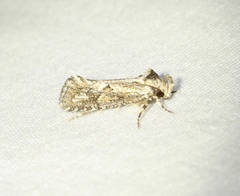 Acrolophus popeanella