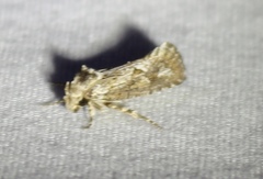 Acrolophus popeanella