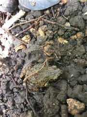 Eleutherodactylus campi