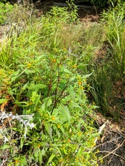 Bidens comosa