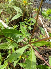 Bidens comosa