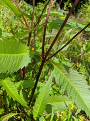 Bidens comosa