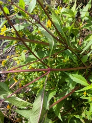 Bidens comosa