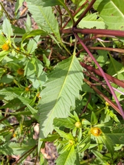 Bidens comosa