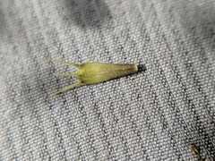 Bidens comosa
