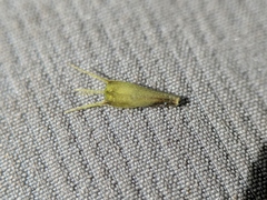 Bidens comosa