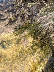 Potamogeton foliosus