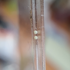 Neumichtis nigerrima