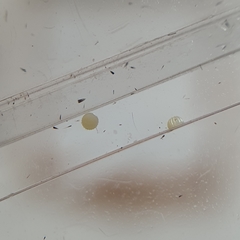 Neumichtis nigerrima