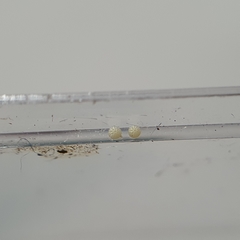 Neumichtis nigerrima