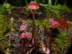 Mycena mariae