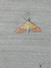 Choristostigma