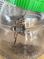 Neosparassus salacius