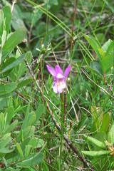 Arethusa bulbosa