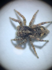 Attulus fasciger