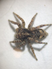 Attulus fasciger