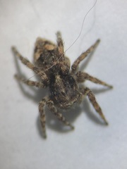 Attulus fasciger
