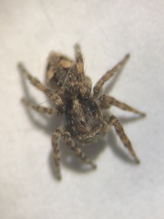 Attulus fasciger