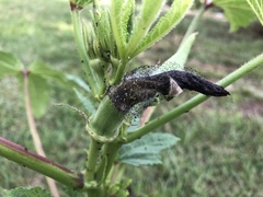 Choanephora cucurbitarum