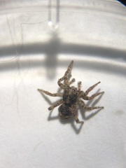 Attulus fasciger
